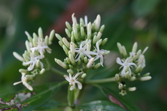 Tarenna asiatica